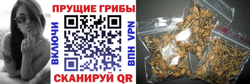 Галлюциногенные грибы Psilocybe  Далматово 